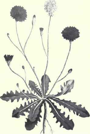 Long rooted Cat's Ear (Hypochaeris radicata, L.)
