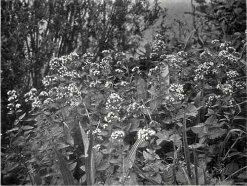Marjoram (Origanum vulgnre, L.)