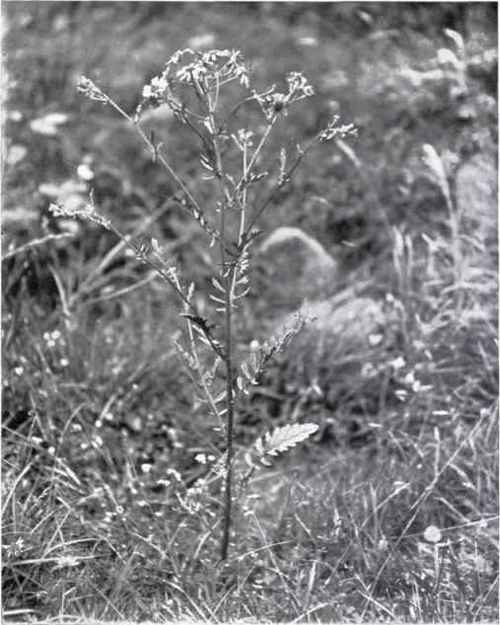 Marsh Ragwort (Senecio aquaticus, Hill)