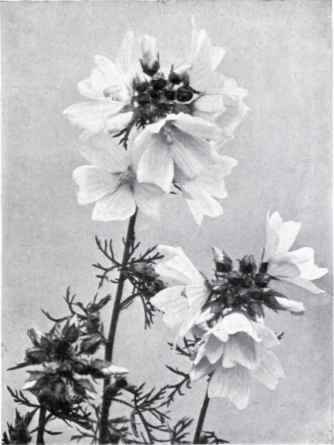 Musk Mallow (Malva moschata, L.)