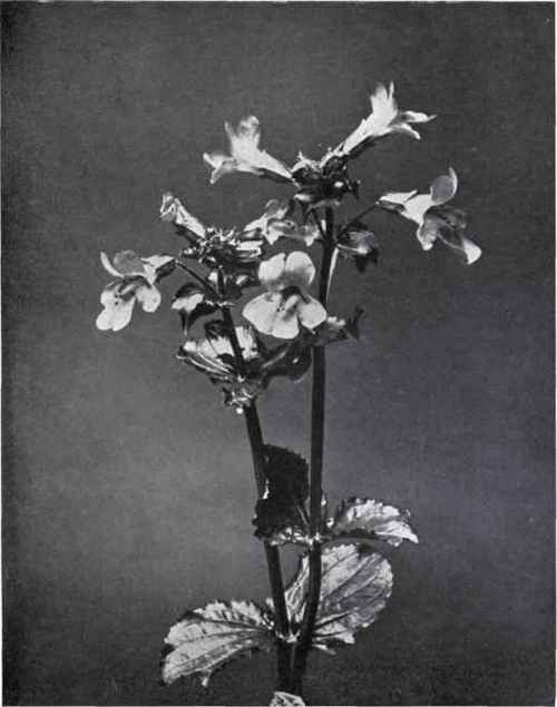 Musk (Mimulus Langsdorffii)
