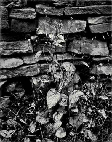 Nipplewort (Lapsana communis, L.)