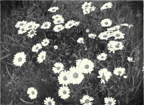 Ox eye Daisy (Chrysanthemum Leucanthemum, L.)