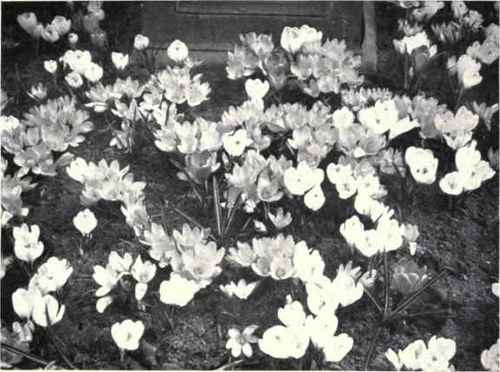 Purple Crocus (Crocus officinalis, Huds.)