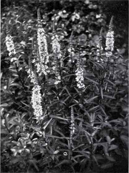 Purple Loosestrife (Lythrum Salicaria, L.)