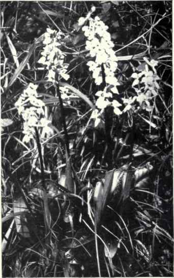 Purple Orchis (Orchis mascula, L.)
