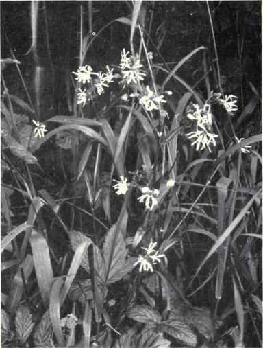 Ragged Robin (Lychnis Flos cuculi, L.)