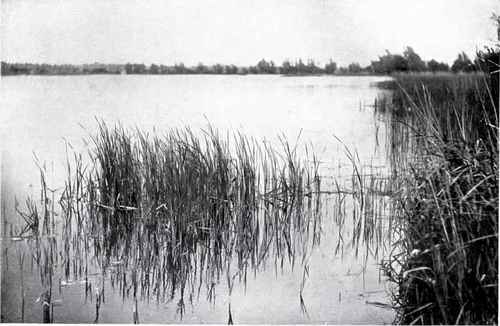 Reed Swamp At The Margin Of A Norfolk Broad