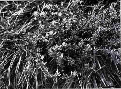 Rest Harrow (Ononis spinosa, L.)