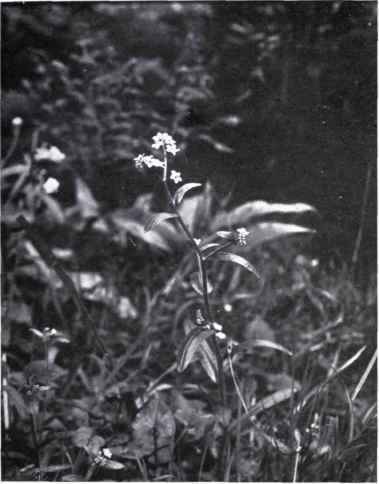 Scorpion Grass (Myosotis scorpioides, L.)