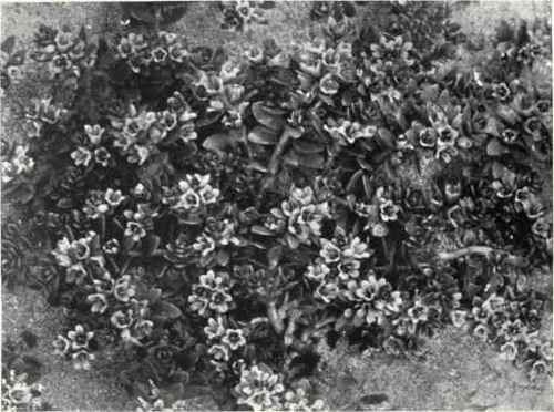 Sea Milkwort (Glaux maritima, L.)