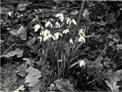 Snowdrop (Galanthus nivalis, L.)