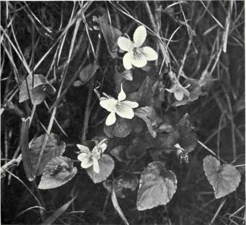 Sweet Violet (Viola odorata, L.)