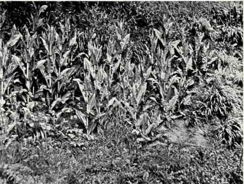 Teasel (Dipsacus sylvestris, Huds.)