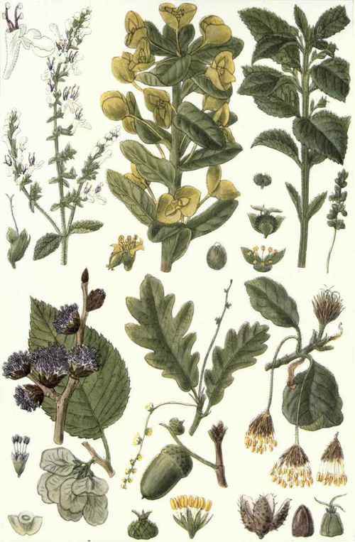 Teucrium, Dioscorides, is from Teucer, an ancient king of Troy, reported to have first used this plant as a medicine. Scorodonia, Cordus, is from the Greek, scorodon, garlic.