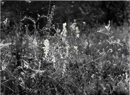 Tufted Vetch (Vicia Cracca, L.)