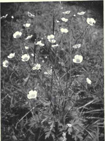 Upright Meadow Crowfoot (Ranunculus acris, L.)