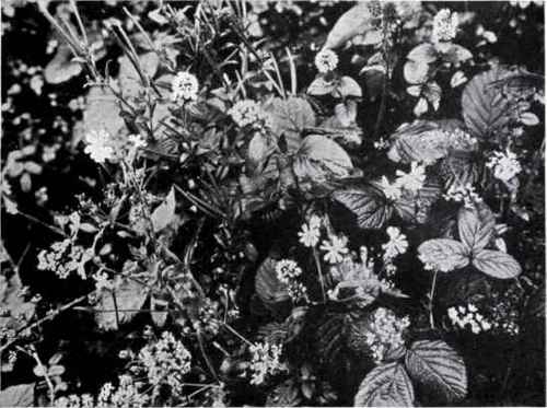 Water Mint (Mentha aquatica, L.)