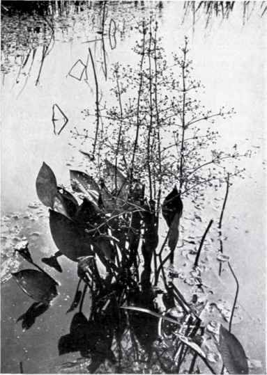 Water Plantain (Alisma Plantago aquatica, L.)