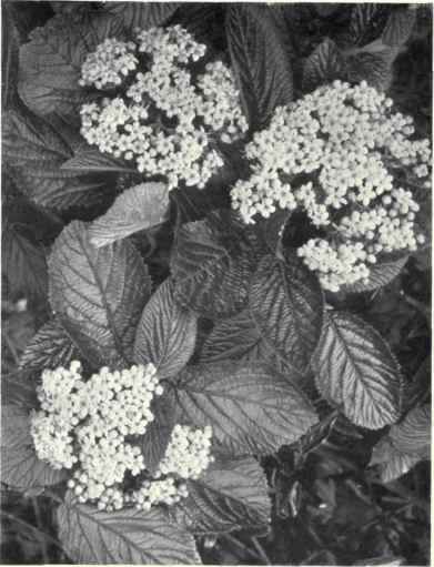Wayfaring Tree (Viburnum Lantana, L.)