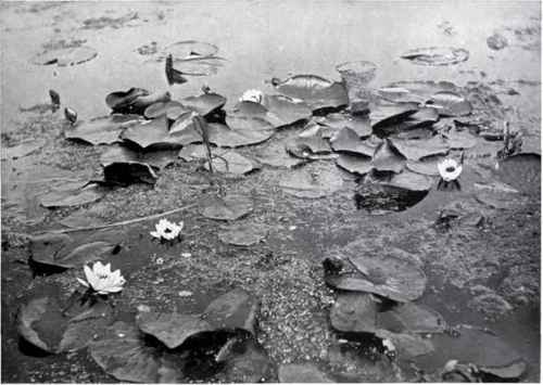 White Water Lily (Castaha Alba, Wood), With Water Buttercup