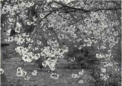 Wild Cherry (Prunus Cerasus, L.)