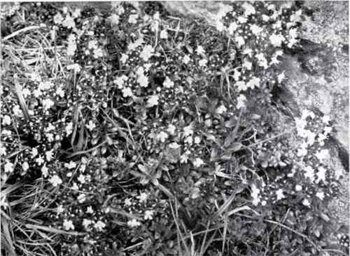 Wild Thyme (Thymus Serpyllum, L.).
