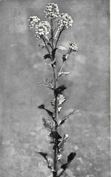 Winter Cress (Barbarea vulgaris, Ait.)