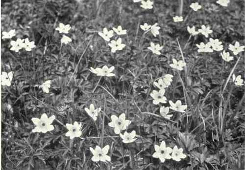 Wood Anemone (Anemone nemorosa, L.)