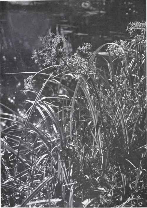 Wood Club Rush (Scirpus sylvaticus, L.)