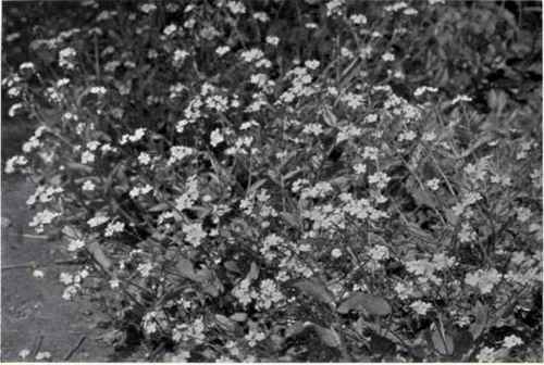 Wood Forget me not (Myosotis sylvatica, Hoffm.)