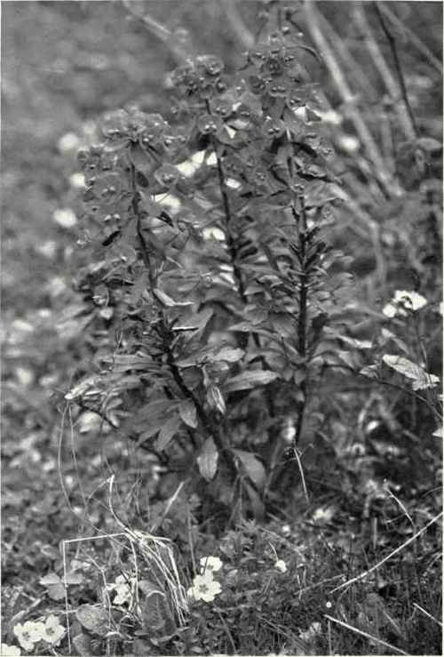 Wood Spurge (Euphorbia amygdaloides, L.)