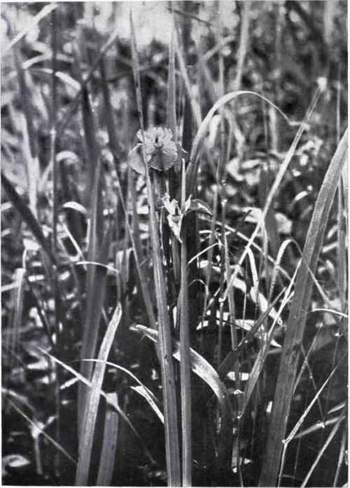 Yellow Flag (Iris Pseudacorus, L.)