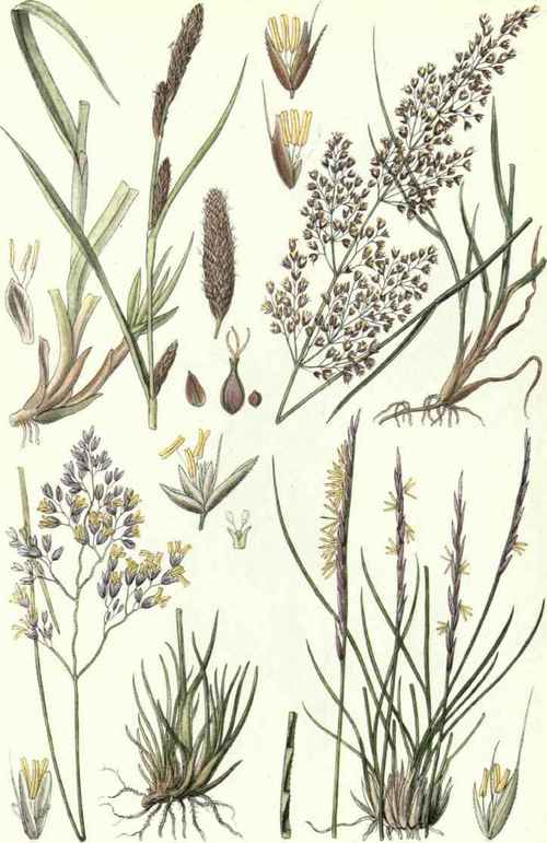 1. Green ribbed Sedge (Carex binervis, Sm.). 2. Small Bent Grass (Argostis canina, L.). 3. Heath Hair Grass (Deschampsia flexuosa, Trin.). 4. Mat Grass (Nardus stricta, L.).