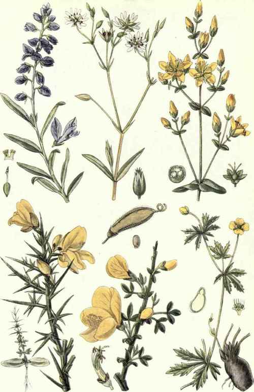 1. Milkwort (Polygala vulgaris, L.). 2. Grassy Stitchwort (Stellaria graminea, L.). 3. Pretty St. John's Wort Hypericum pulchrum, L.). 4. Furze (Ulex europoeus, L.). 5. Broom (Cytisus scoparius, Link.). 6. Tormentil (Potentilla erecta, Hampe.).