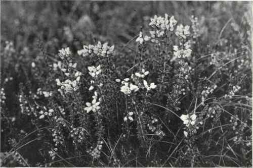 Crimson Heath (Erica cinerca, L.)