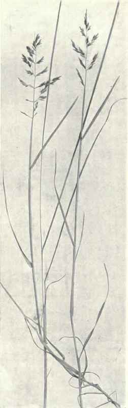 Flat stalked Poa (Poa compressa, L.)