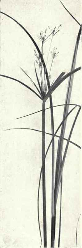 Galingale (Cyperus longus, L.)