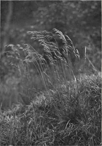 Heath Hair Grass (Deschampsia flexuosa, Trin.)