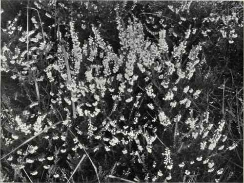 Llng (Calluna Vulgaris, Hull)
