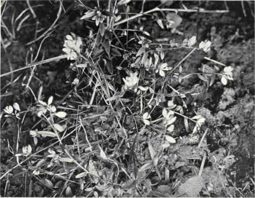 Milkwort (Polygala vulgaris, L.)