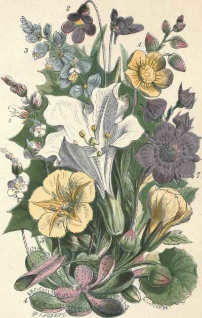 Rock Rose. Butterwort. Milkwort. Sundew. Nymphaea like Villarsia. Thoruapple. Marsh Cinquefoil.