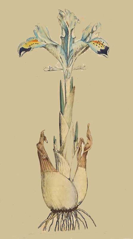 1 Iris Persica Persian Iris 