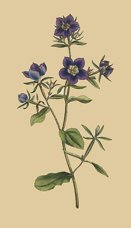 102 Campanula Speculum Venus s Looking Glass 