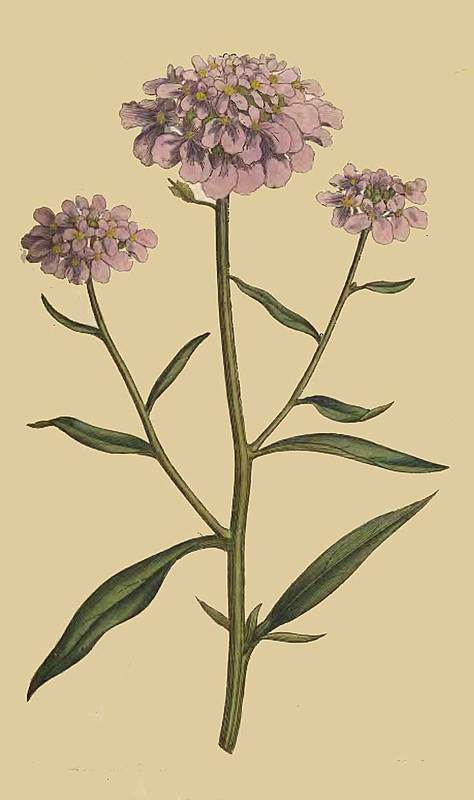 106 Iberis Umbellata Purple Candy Tuft