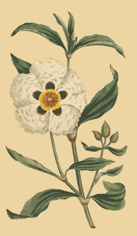112 Cistus Ladaniferus Gum Cistus 