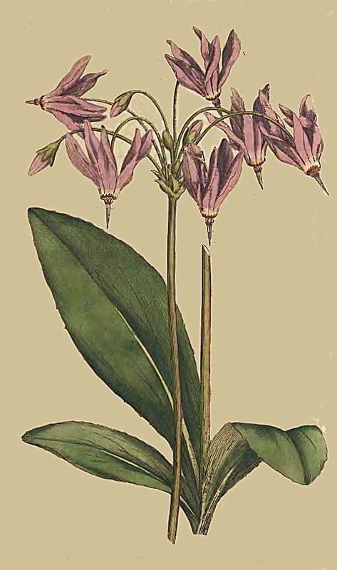12 Dodecatheon Meadia Mead s Dodecatheon or Americ