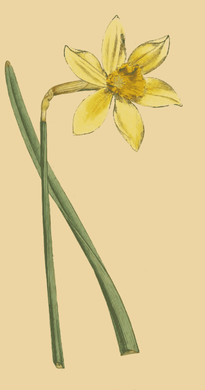 121 Narcissus Incomparabilis Peerless Daffodil 