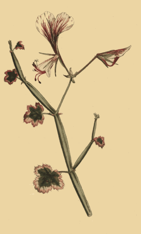 136 Pelargonium Tetragonum Square Stalked Geranium