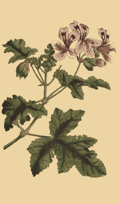 143 Pelargonium Glutinosum Clammy Crane s Bill 
